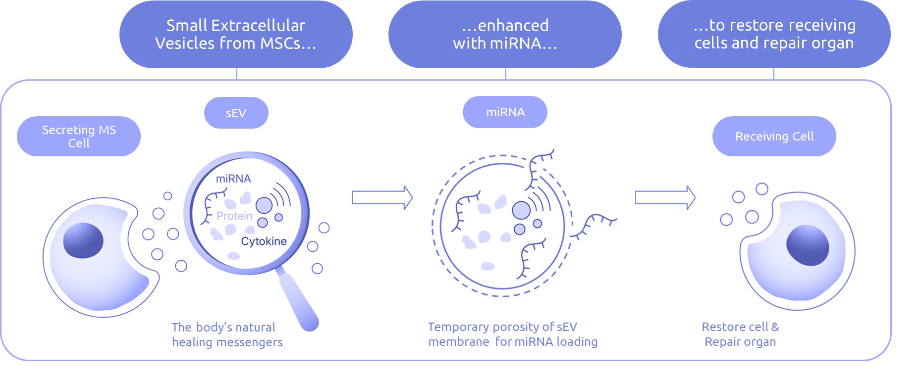 WEBSITE_EXOSOMES_MIRNA v00.80